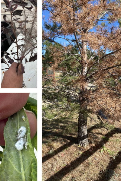Photo collage of common plant diseases and pests in Teton County